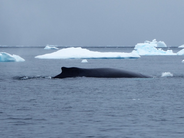 C331 12-14 Humpback whale