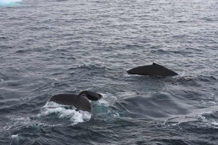 Humpback Whale sighting!