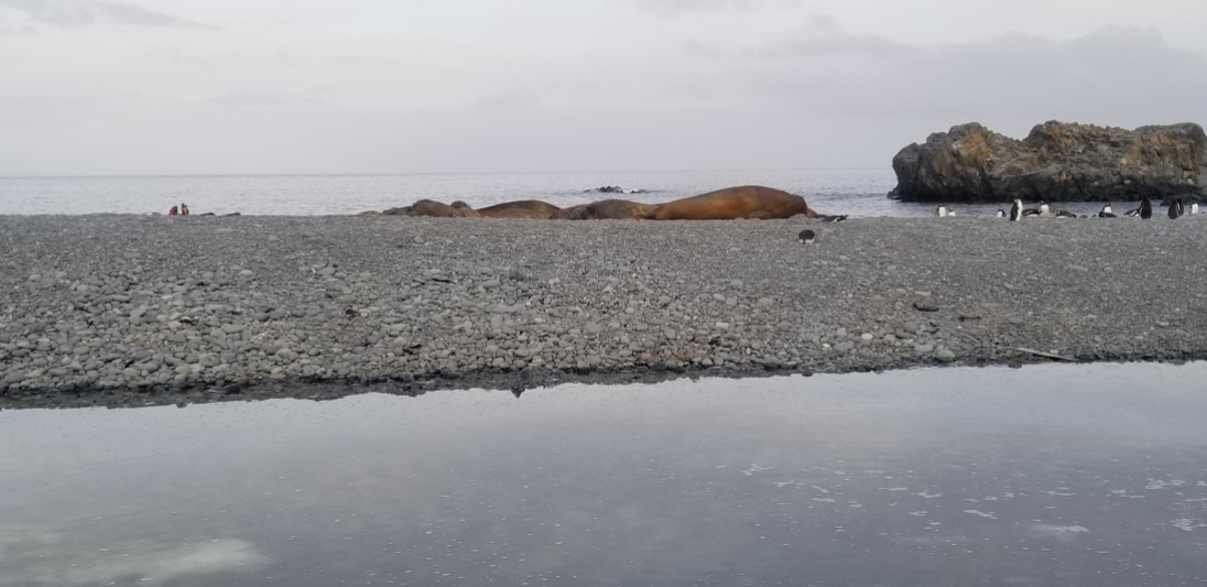 Elephant seal relaxing on the beach